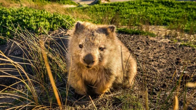 
 Real! Tasmania Buka Lowongan Kerja Pemburu Hantu & Pengamat Bintang