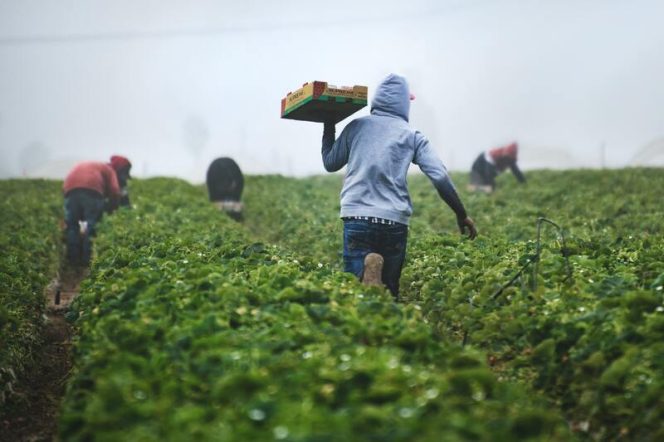 
 ‘Saya sudah habis – habisan, terkatung – katung’ Nasib Calon Pemetik Buah di Inggris Tak Jelas!